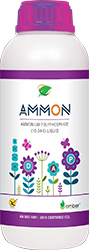 Ammon