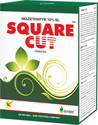 Square-Cut