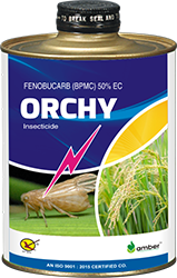 Orchy